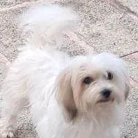 سگ پا کوتاها