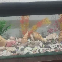 آکواریوم|ماهی|خرم‌آباد, |دیوار