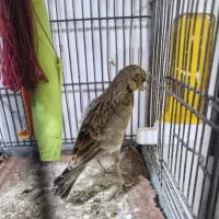 سهره خاکی|پرنده|روانسر, |دیوار