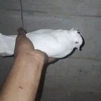 میبد|پرنده|یزد, |دیوار
