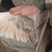 پشتی|پرنده|سبزوار, سجاد|دیوار