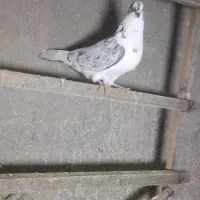 کبوتر انگیلسی