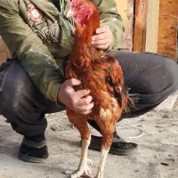 خروس لاری نصل دار|حیوانات مزرعه|رباط‌کریم, رباط‌کریم|دیوار