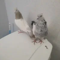 کفتر|پرنده|شیراز, شهرک گلها|دیوار