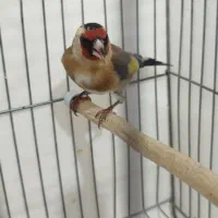 سهره ماده  سهره کش|پرنده|اردبیل, |دیوار