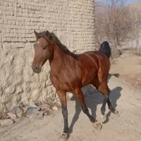 نریان دره شور|اسب و تجهیزات اسبسواری|خمین, |دیوار