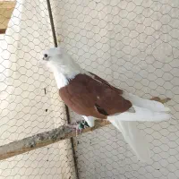 کفتر نر پشتدار