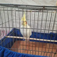 عروس هلندی|پرنده|جرقویه, |دیوار