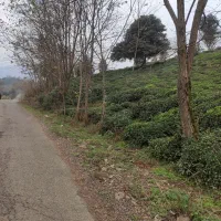 فروش باغ چای (منطقه املش)|فروش زمین و ملک کلنگی|املش, |دیوار