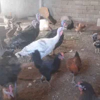 مرغ وخروس/بوقلمون و...|حیوانات مزرعه|شیراز, حجت آباد|دیوار