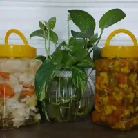 ترش و شیطون