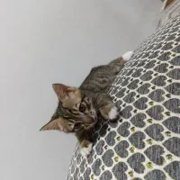 گربه|گربه|رباط‌کریم, شهرک والفجر|دیوار