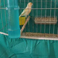 ۳جفت قناری|پرنده|جیرفت, |دیوار