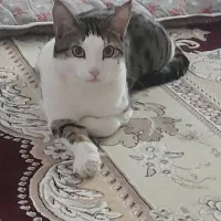 گربه نر dsh