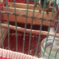 گلبسر جفت خور|پرنده|شیراز, شهرک بهار|دیوار