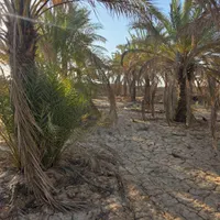 فروش زمین کشاورزی به همراه نخلستان اطراف محمدصالحی|فروش دفتر صنعتی، کشاورزی، تجاری|بندر گناوه, |دیوار