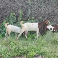 بز تالی آبستن