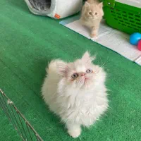 گربه