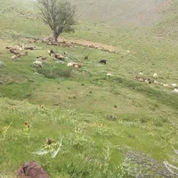 کود حیوانی گوسفندی