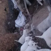 سگ هاسکی|سگ|باسمنج, |دیوار