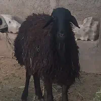 بره نر