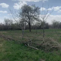 باغ-میوه