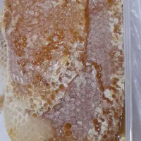 هنگوین خومالی به ضمانت