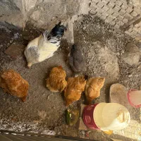 مرغ و خروس برهما