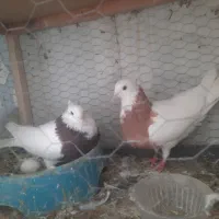 کفتر یا کبوتر طوقی کله ای معاوضه