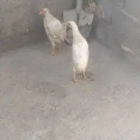 جوجه