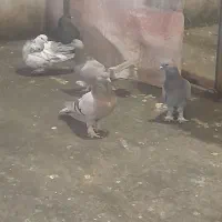 ۵ لنگ کبوتر ترکیه ای زیر قیمت|پرنده|بروجن, |دیوار