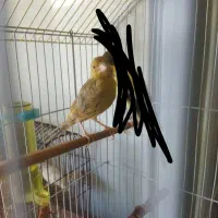 قناری|پرنده|کوهدشت, |دیوار