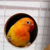 یک جفت طوطی برزیلی دستی با قفس|پرنده|آبیک, |دیوار