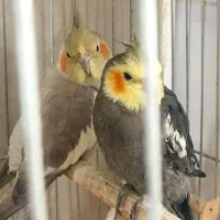 مرغ عشق و عروس هلندی|پرنده|مشکیندشت, |دیوار