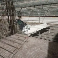 رنگی|حیوانات|یزد, |دیوار