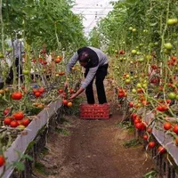 آموزش کشت گلخانه ( مدرک فنی وحرفه ای )|خدمات آموزشی|اصفهان, مولوی|دیوار