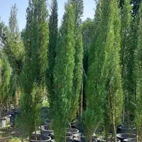 فروش گل و گیاه بیرونی یاس پالم شمشاد کاج لاوسون