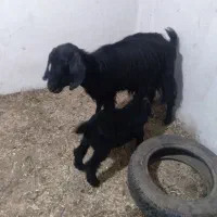 ده عدد بزشیری|حیوانات مزرعه|ملایر, |دیوار