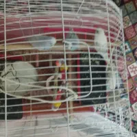 4تاپرنده روتخمم هستن قیمت توافقی