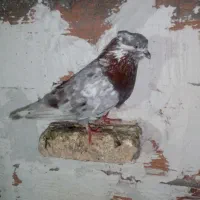 کبوتر|پرنده|گرگان, |دیوار