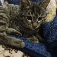 واگذاری بچه گربه|گربه|گلبهار, شهر جدید گلبهار|دیوار