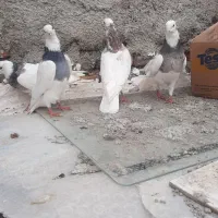 طوقی کلفه