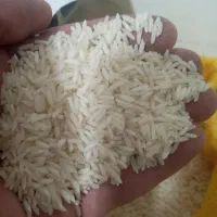 برنج طارم هاشمی