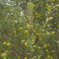 فروش باغ سیب ۲۰ ساله در روستای هفت اباد