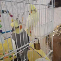 عروس هلندی