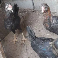 جوجه خروس محلی|حیوانات مزرعه|شیراز, دشت چنار|دیوار