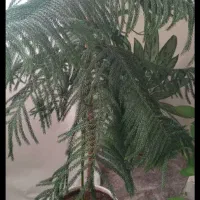 گل طبیعی|گل و گیاه طبیعی|بروجرد, |دیوار