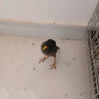 مرغ مینا سخنگو