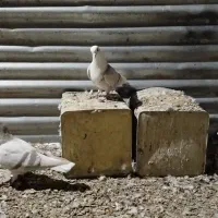 کفتر شهری ومخمل سرور|پرنده|شیراز, کوشک میدان|دیوار