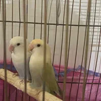 طوطی بریزیلی ماده|پرنده|رفسنجان, |دیوار